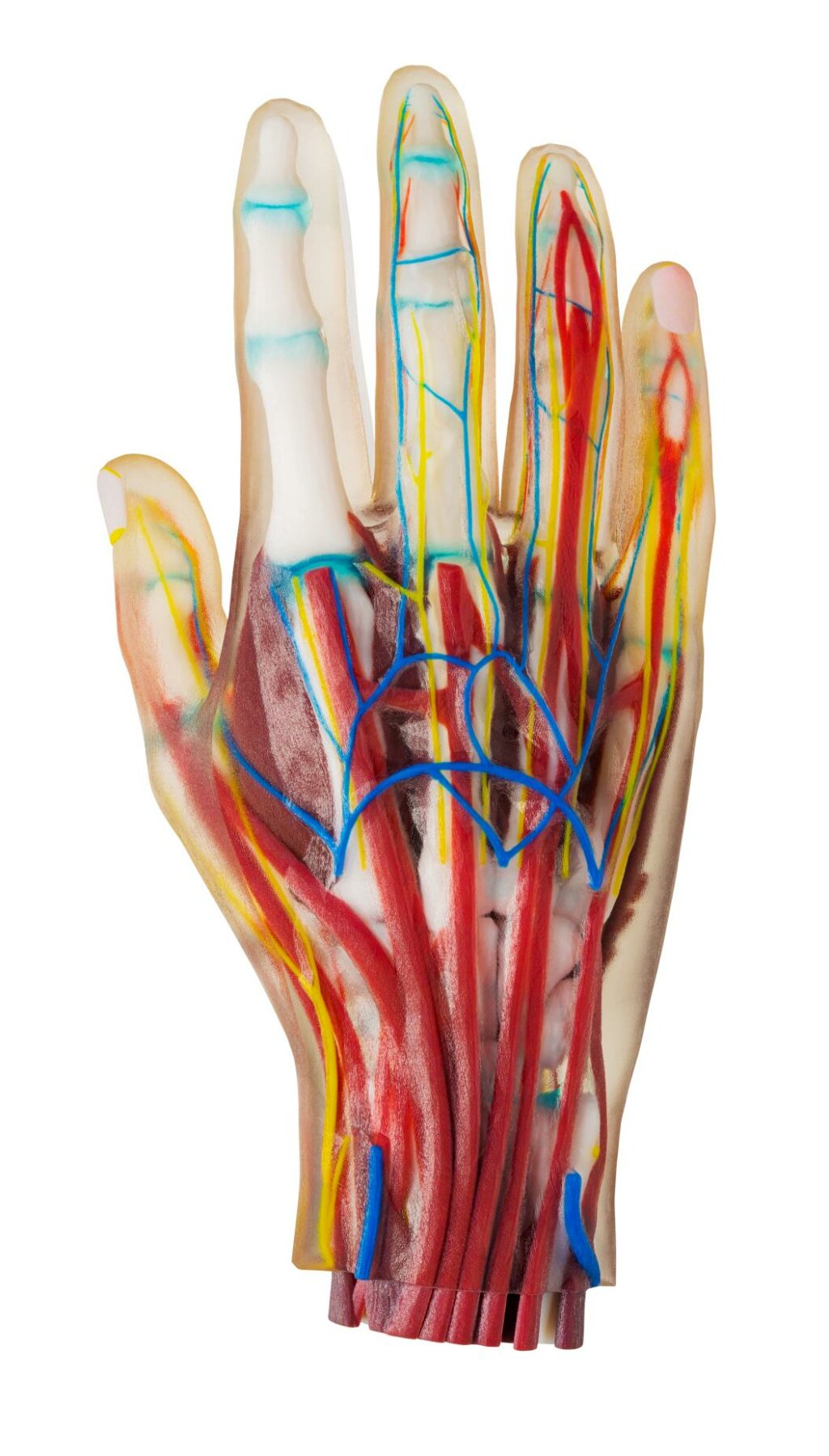 3D Druck Stratasys Anatomie in der Medizin. J850 Digital Anatomy 3D Drucker.